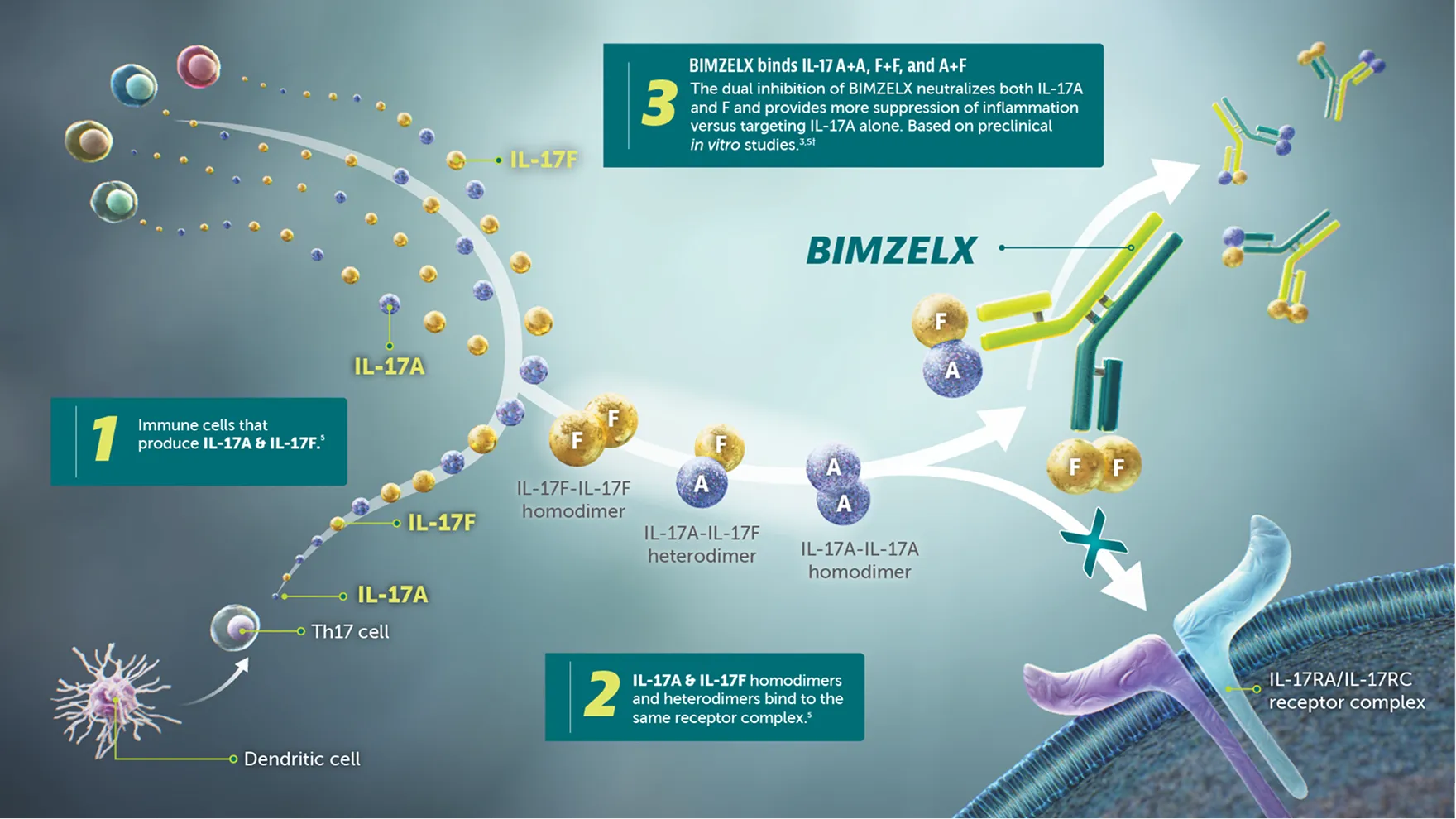 Dual blocking of IL-17F + IL-17A